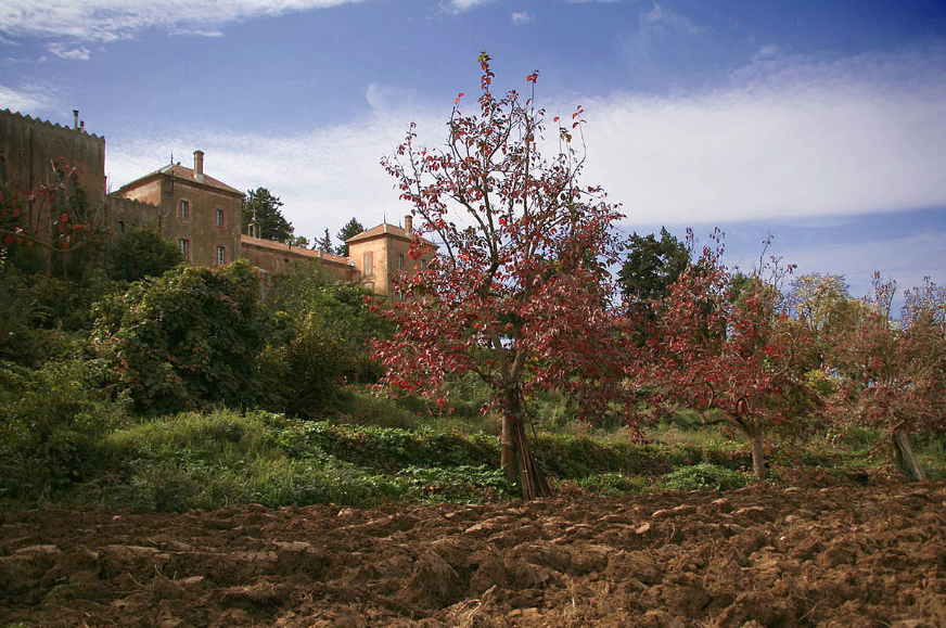 رهبان دير سيدة الأطلس