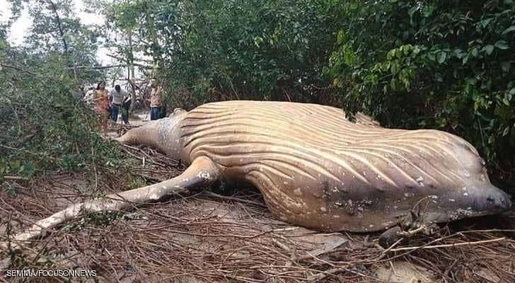 وجدوه في أدغال الأمازون.. لغز مزدوج عن حوت الغابة حيّر العلماء كيف جاء إلى هنا؟
