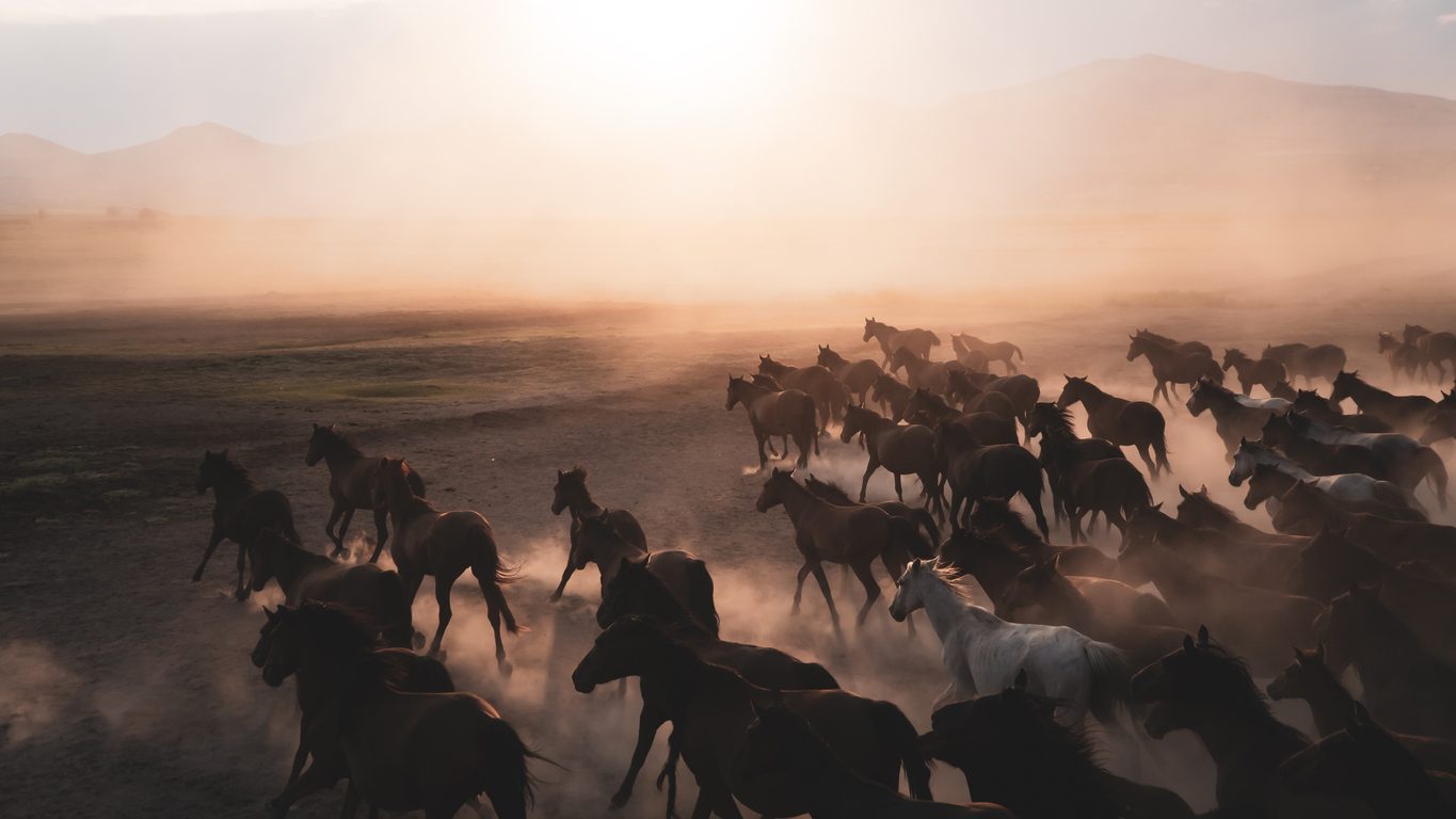 istock \ تدجين الحيوانات