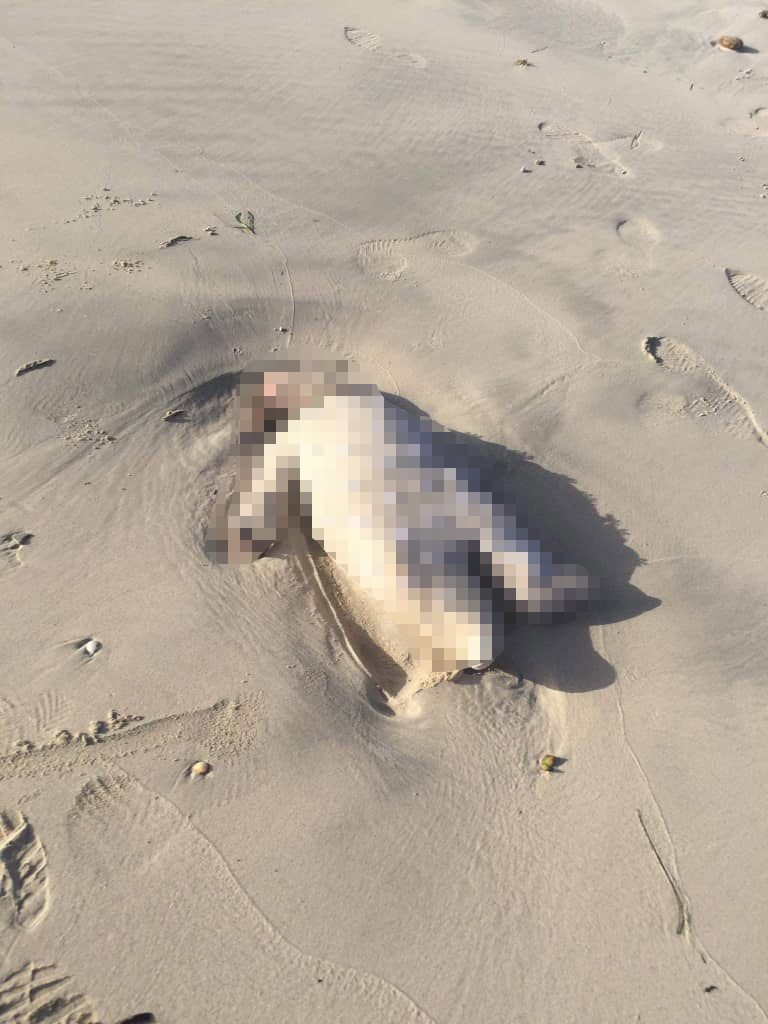 صور لجثث أطفال على أحد شواطئ ليبيا/ الأناضول