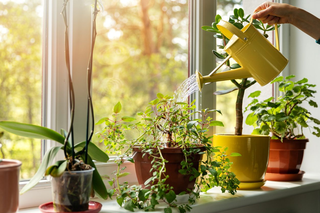 اصفرار النباتات - istock