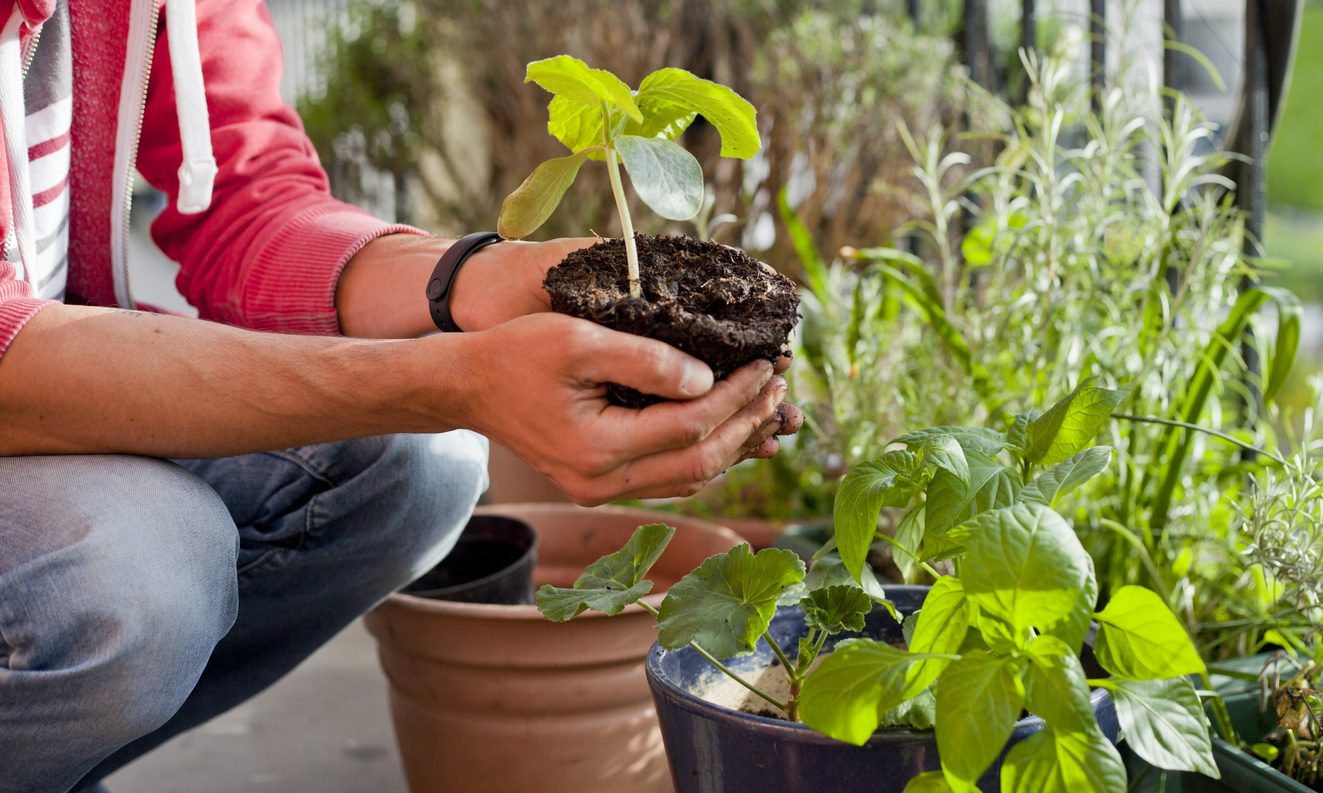 اصفرار النباتات - istock