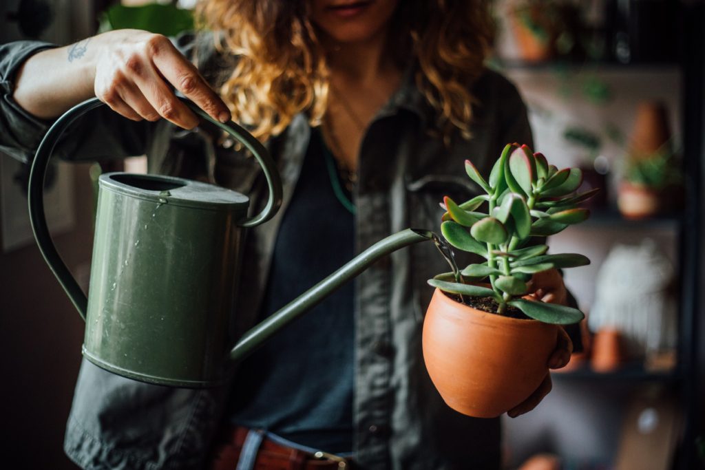 كيفية إعادة زراعة النباتات المنزلية