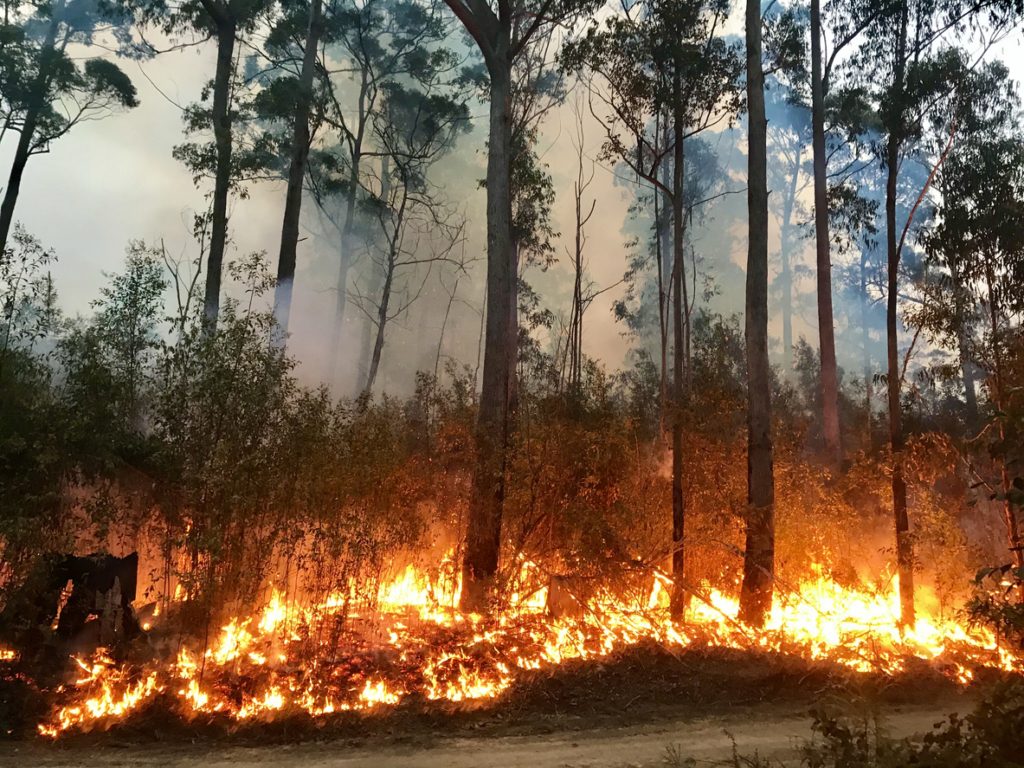 iStock/ كيف تحدث حرائق الغابات في العالم؟
