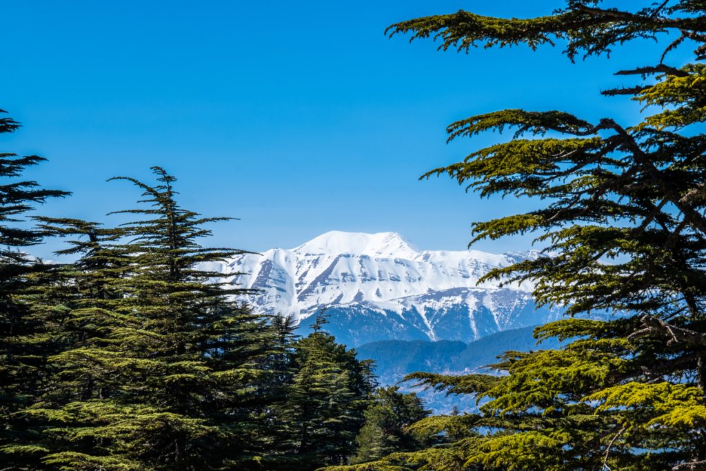 الحساسية