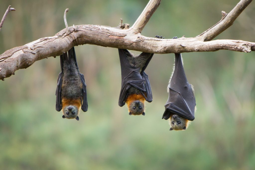 قدرات حيوانات الخفافيش الاستثنائية