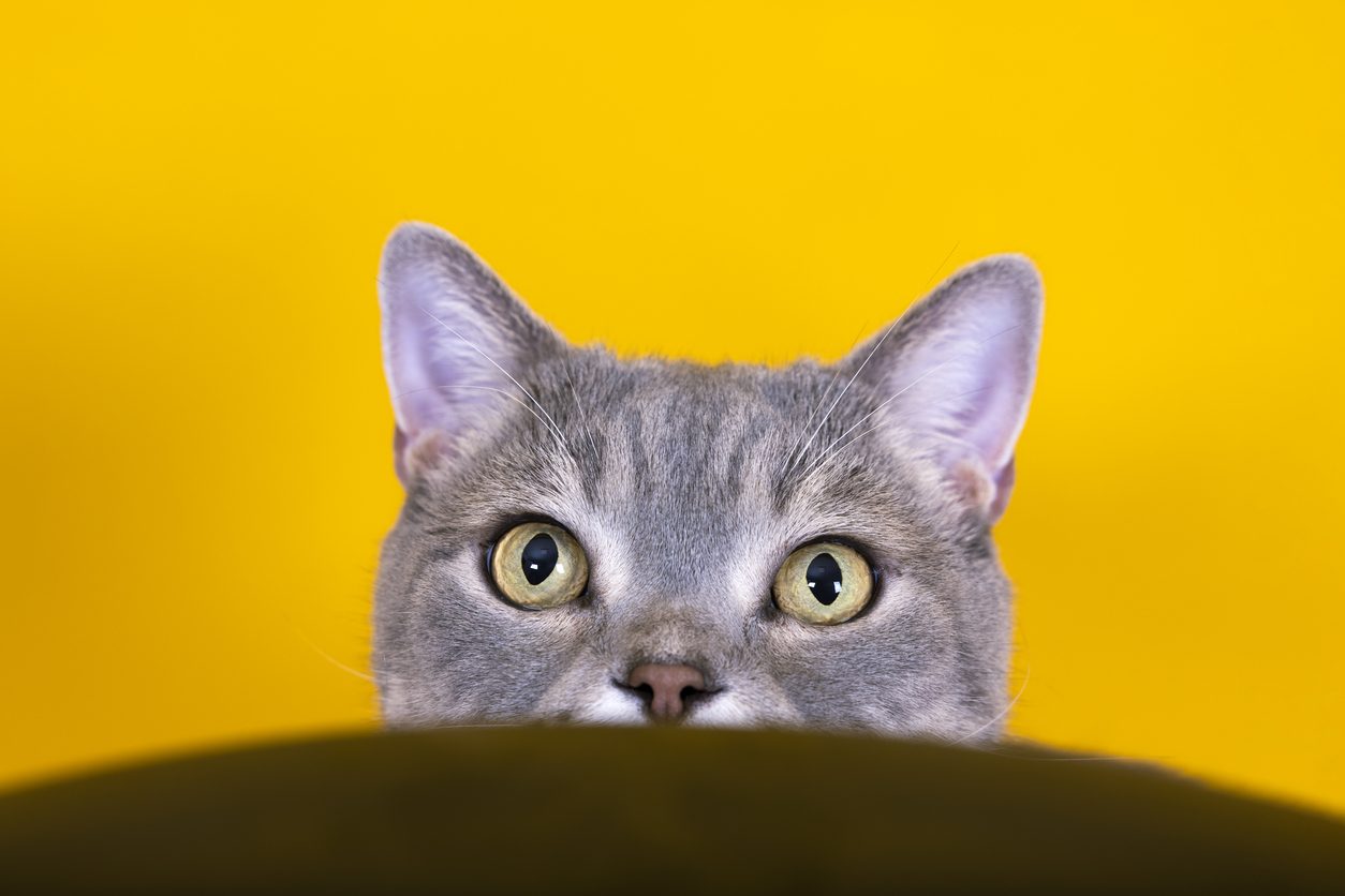 iStock\ فطريات القطط