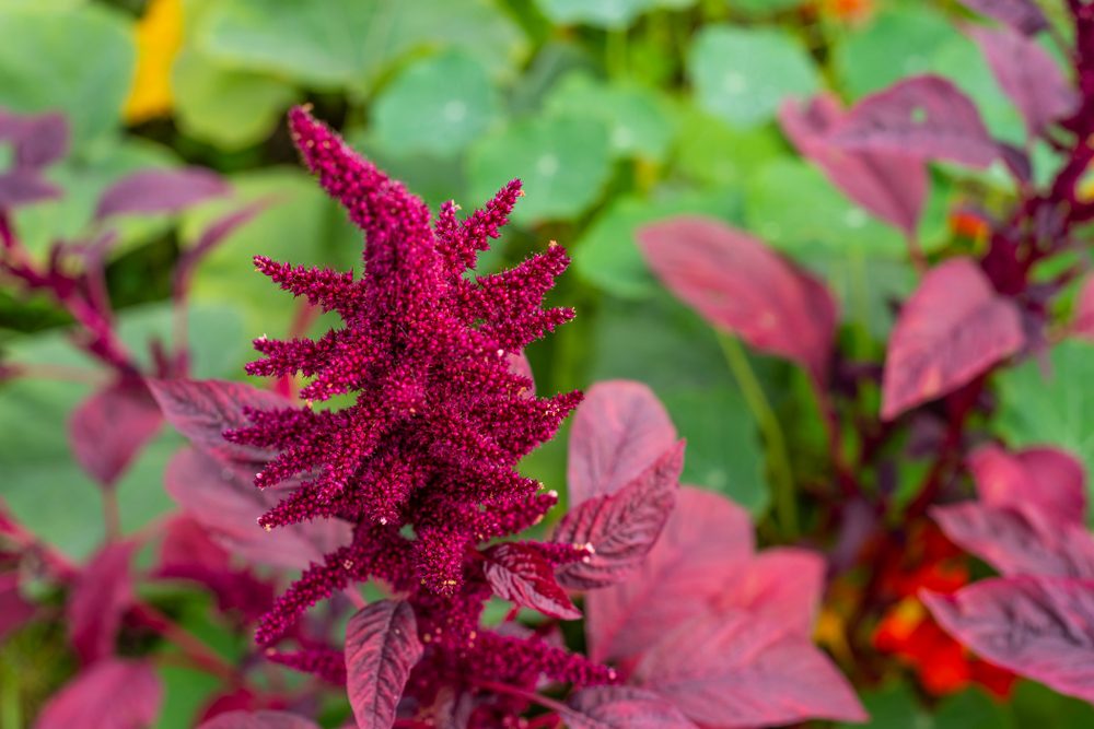 القطيفة لها اسم علمي وهو نبتة الأمارانث - ShutterStock