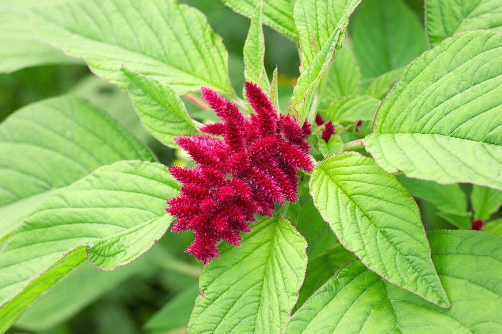 هناك حاجة لمزيد من الأبحاث لمعرفة فوائد نبات القطيفة - ShutterStock