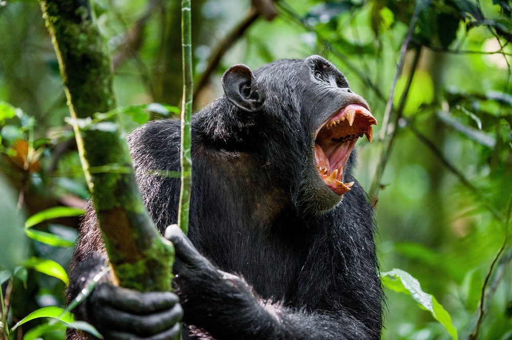 حرب الشمبانزي جومبي \ Shutter stock