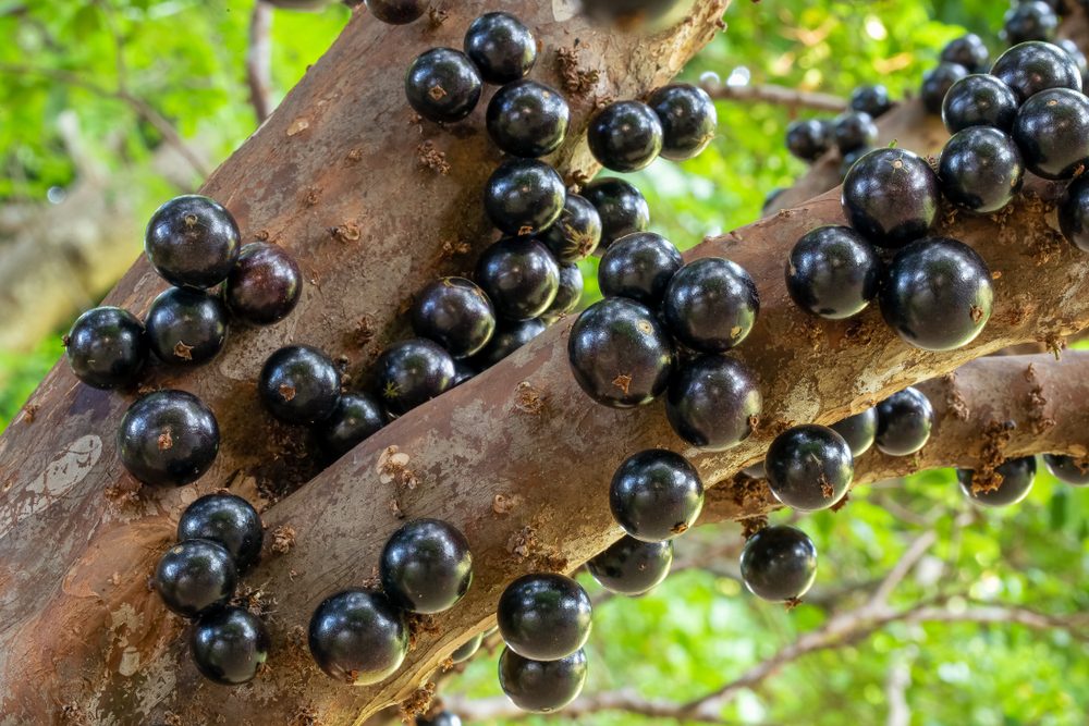 شجرة العنب البرازيلي|shutterstock