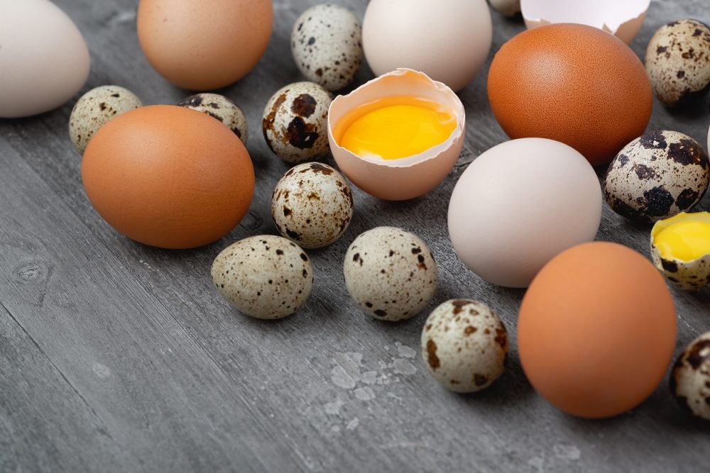 حجم بيض السمان صغير جداً بالمقارنة مع بيض الدجاج المتوسط - ShutterStock