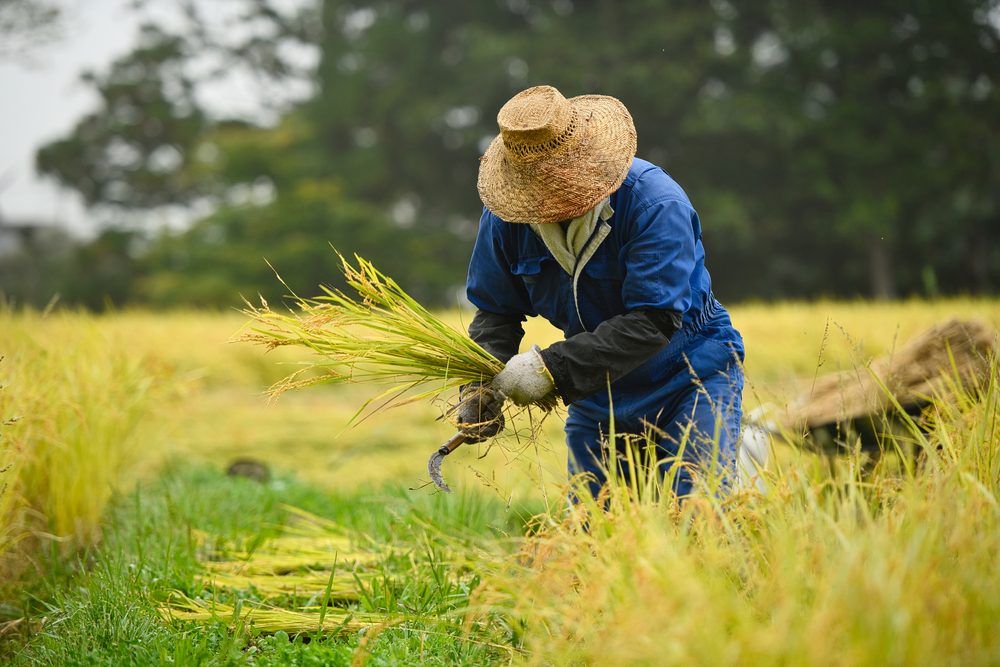 زراعة الأرز في محافظة نيجاتا الريفية، اليابان/ shutterstock