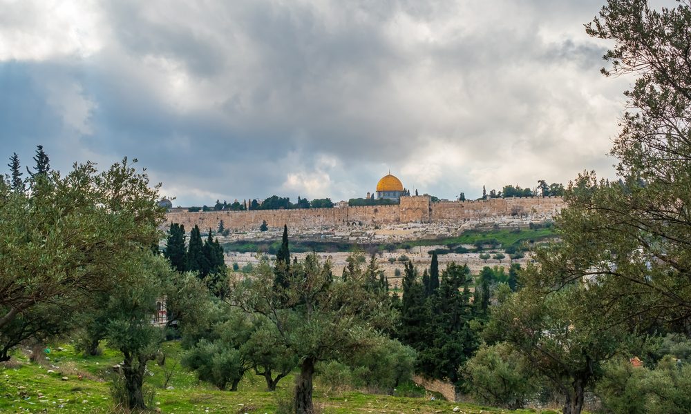أشجار الزيتون وقبة الصخرة في فلسطين - shutterstock