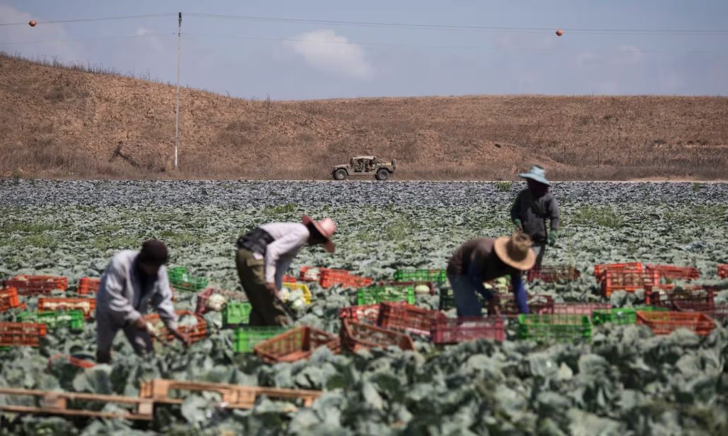 عمال تايلنديون على الحدود بين المستوطنات الإسرائيلية وغزة/ Getty